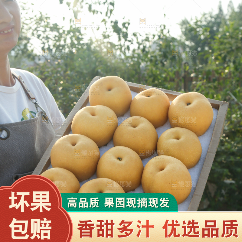 深底上的一盒秋月梨