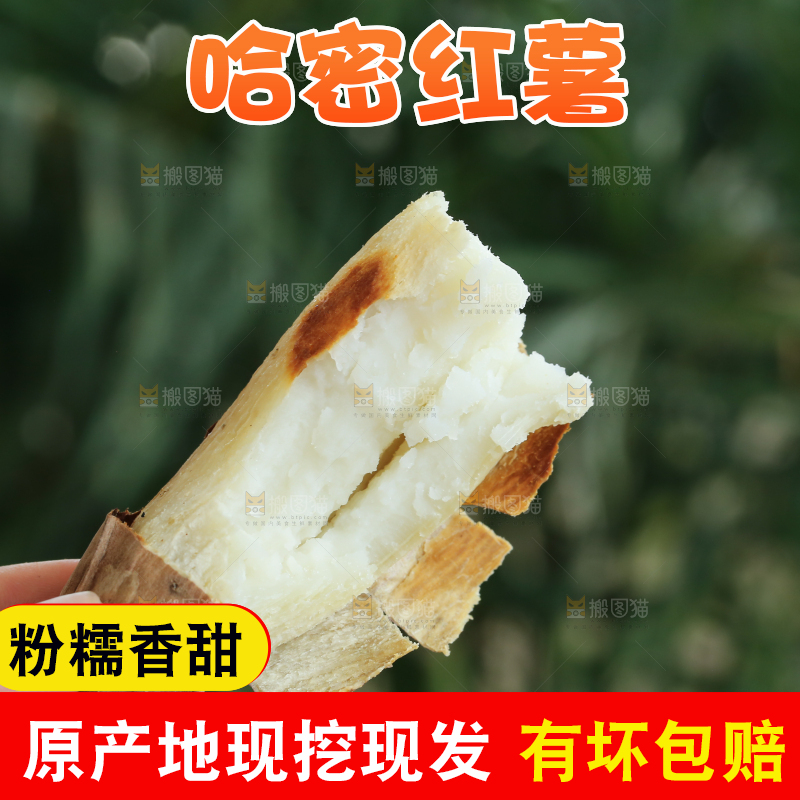 手里拿着白心冰糖薯