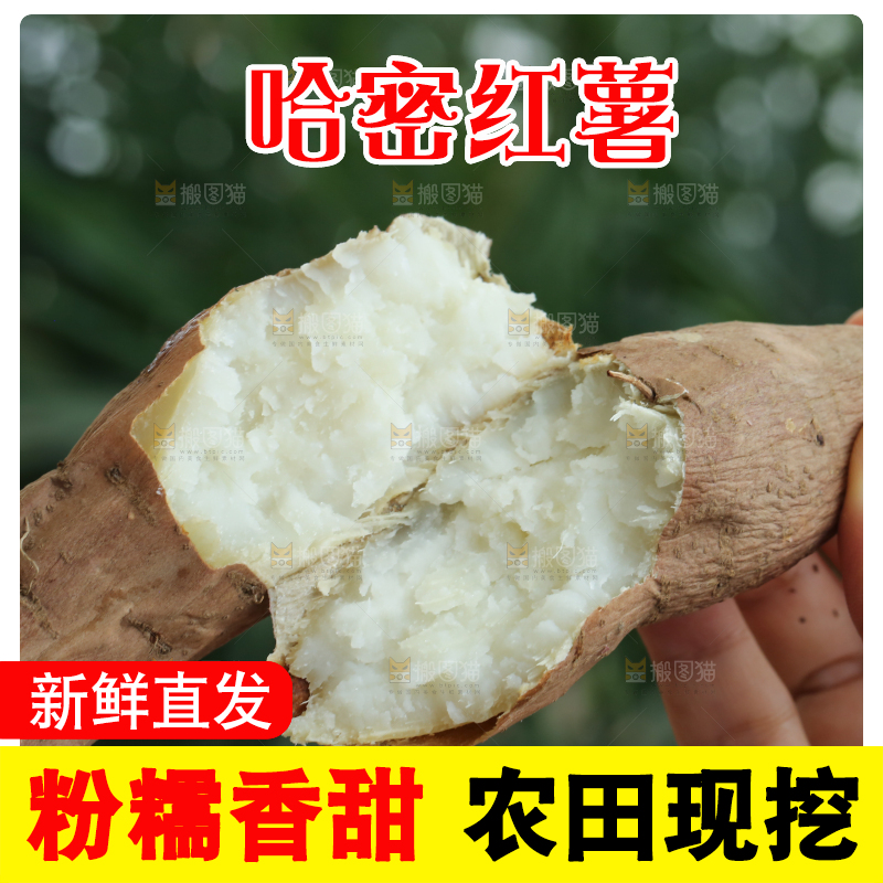 手里拿着白心冰糖薯
