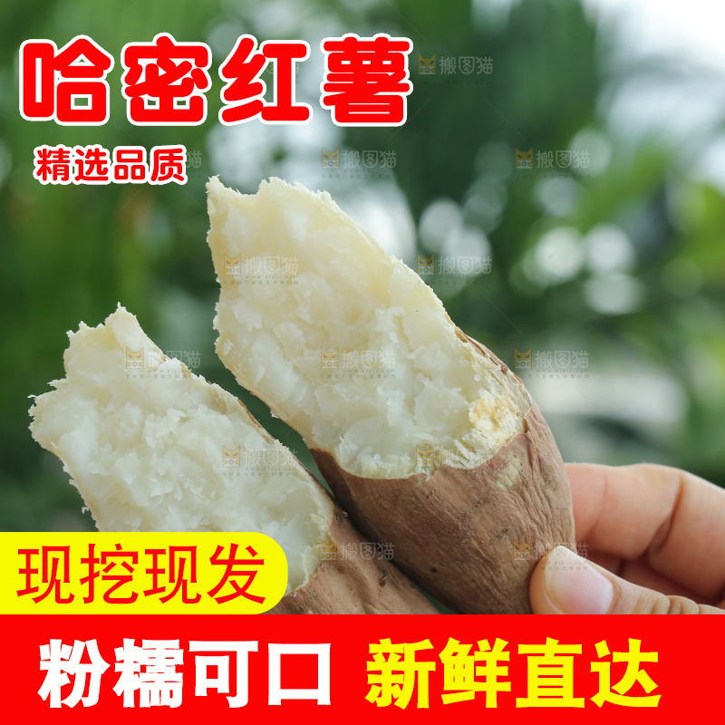 手里拿着白心冰糖薯