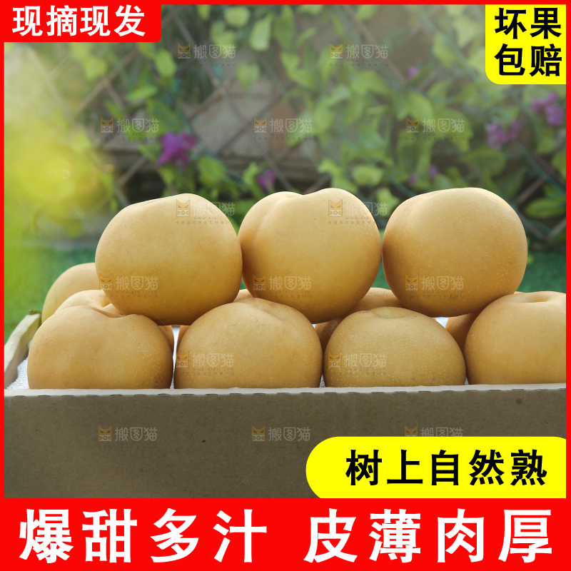 深底上的一盒秋月梨