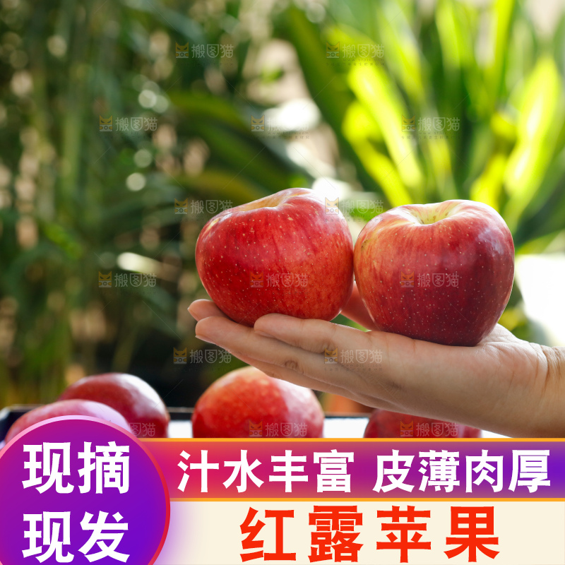 手里拿着红露苹果