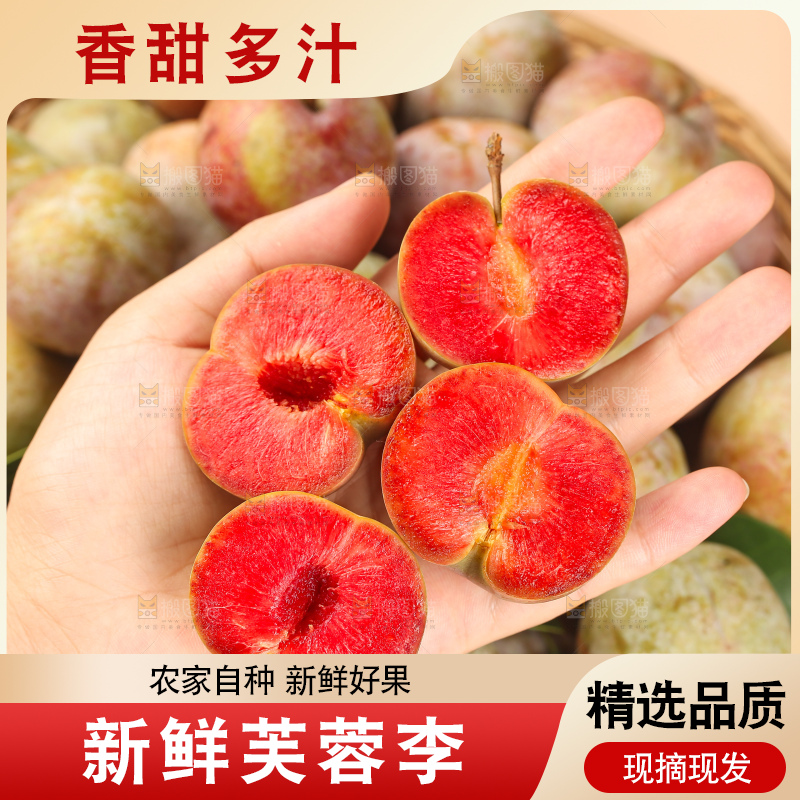 浅底上的芙蓉李