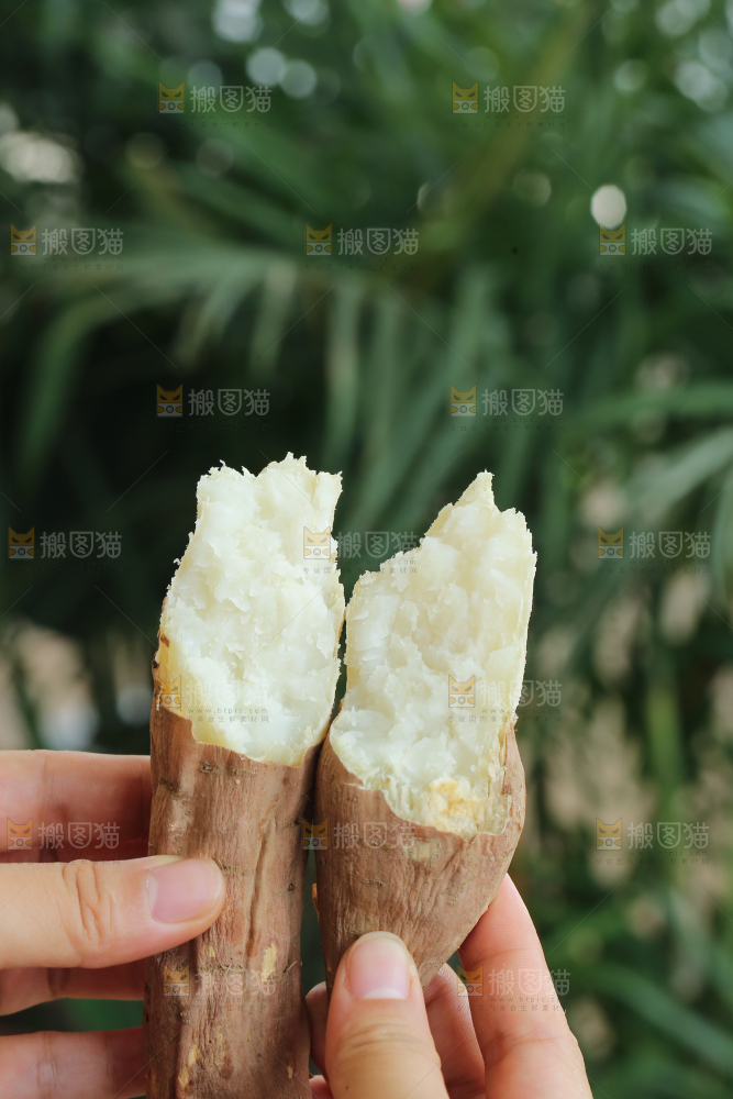 手里拿着白心冰糖薯