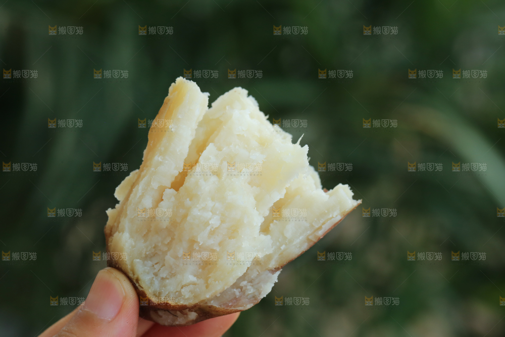 手里拿着白心冰糖薯