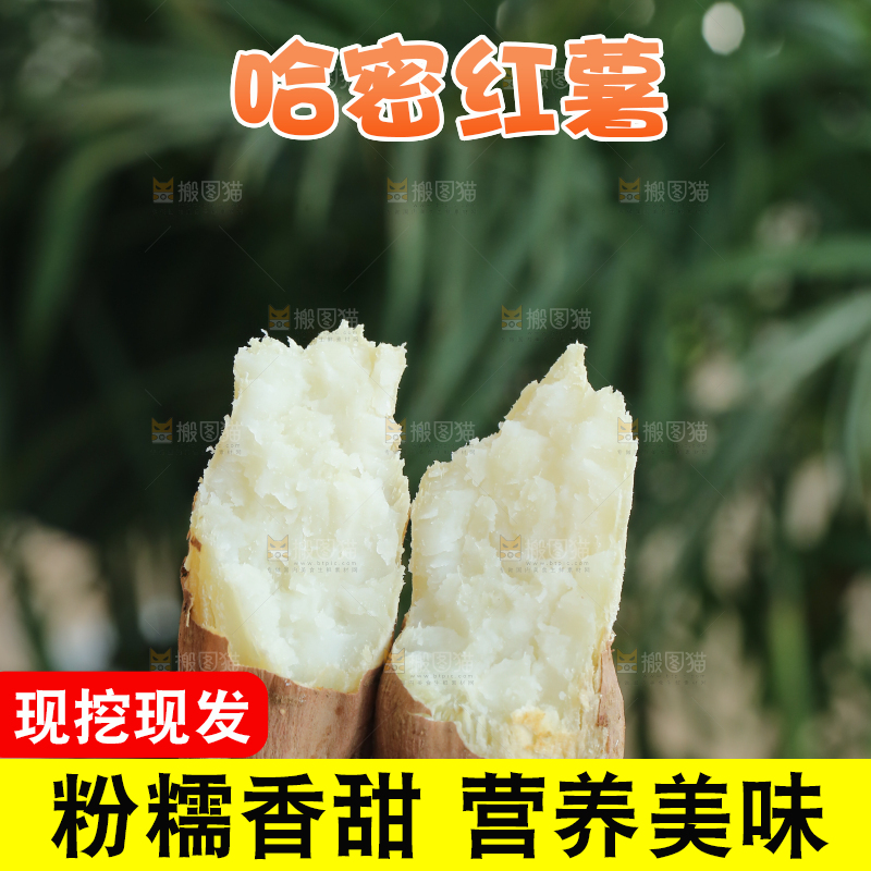 手里拿着白心冰糖薯
