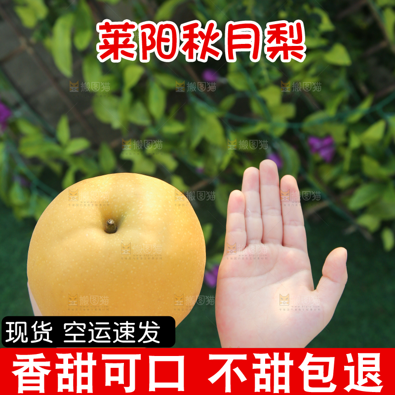 手里拿着秋月梨