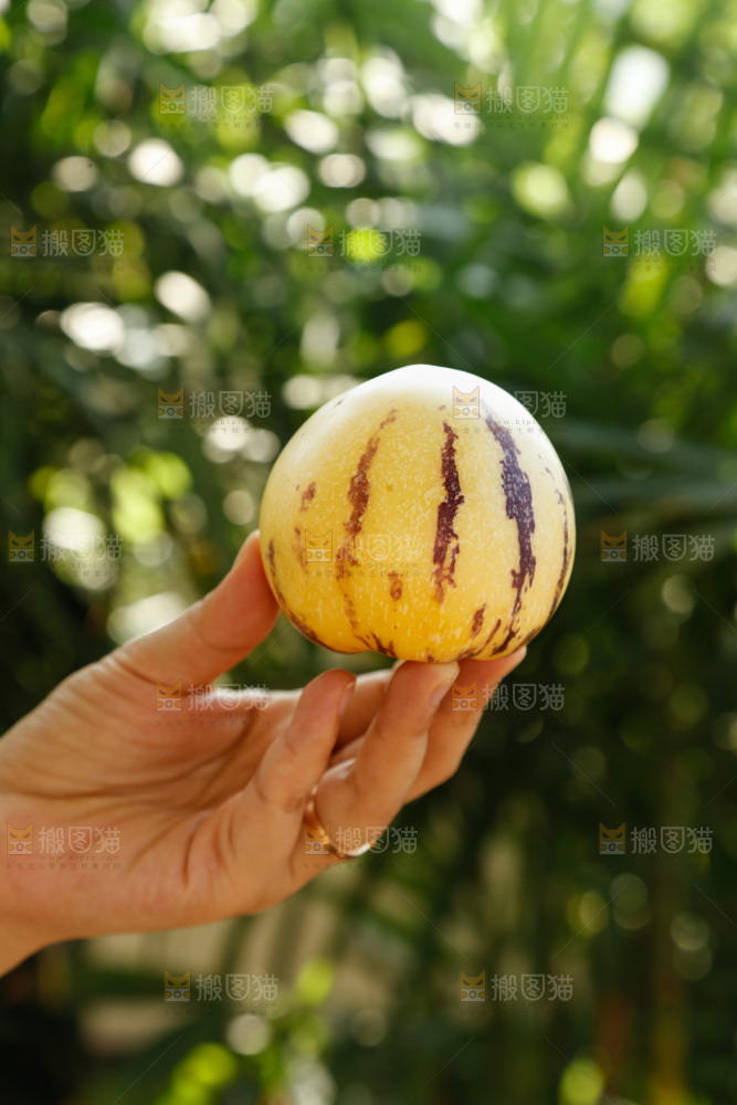 手里拿着石林人参果