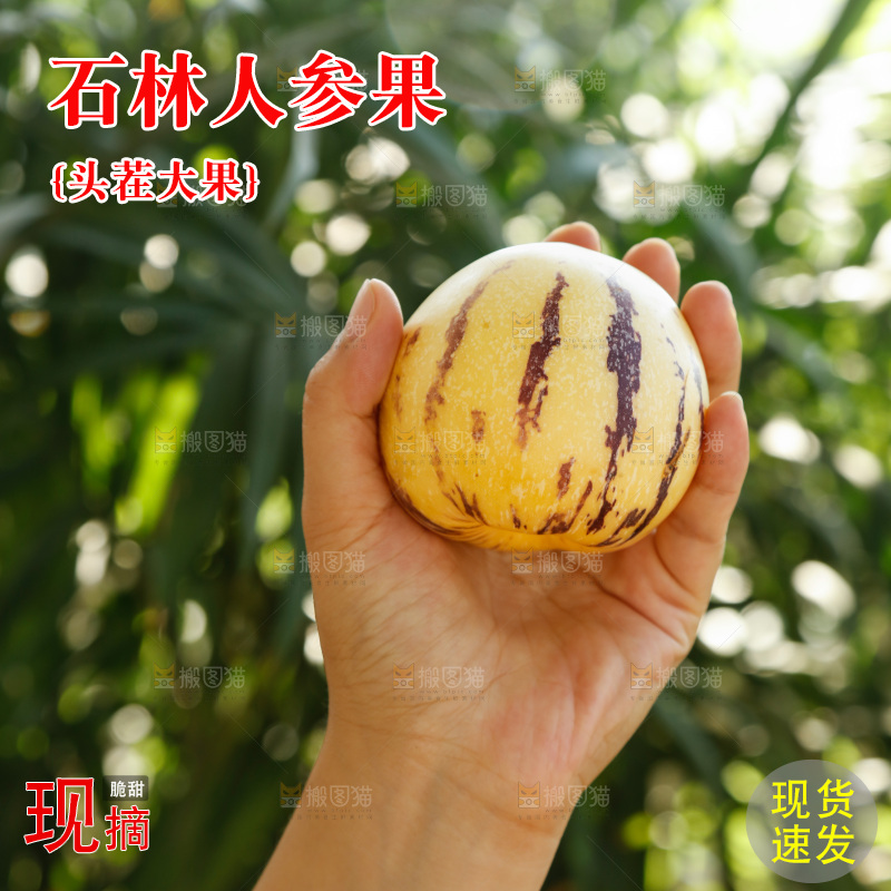 手里拿着石林人参果