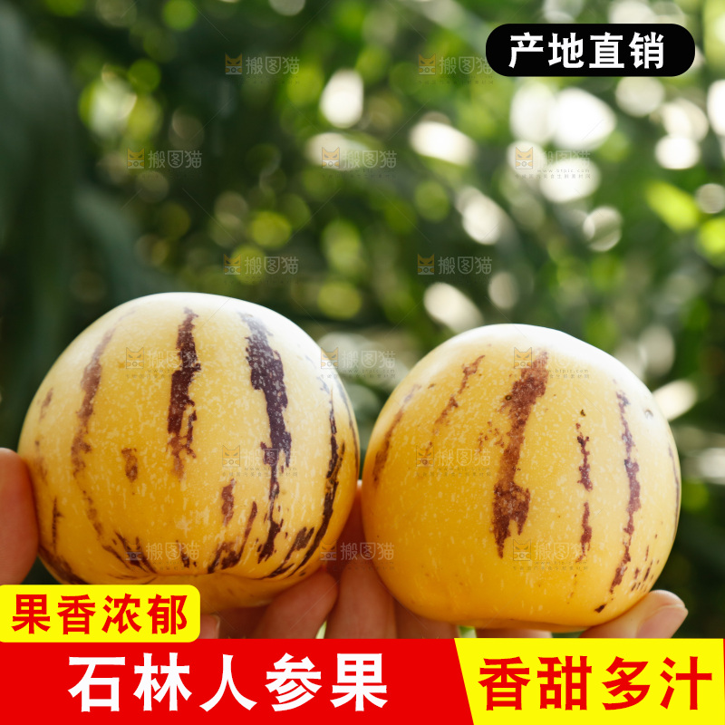 手里拿着石林人参果