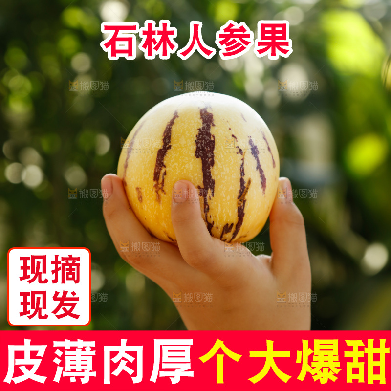 手里拿着石林人参果