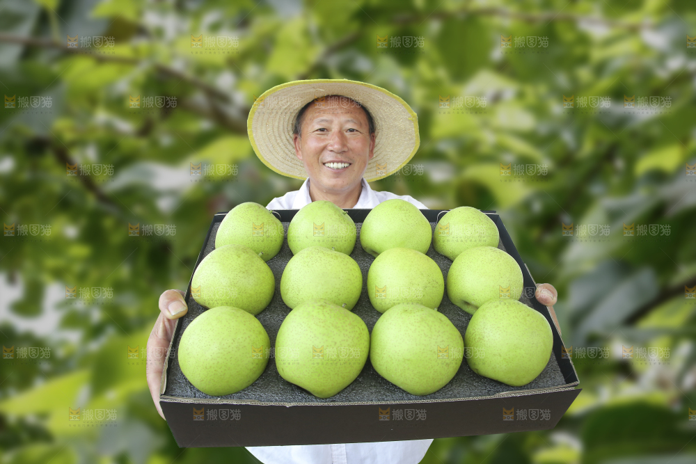 手里拿着一盒青皇冠梨