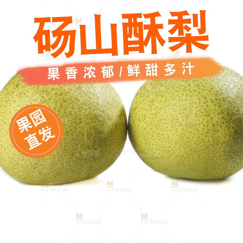 白底上的砀山酥梨