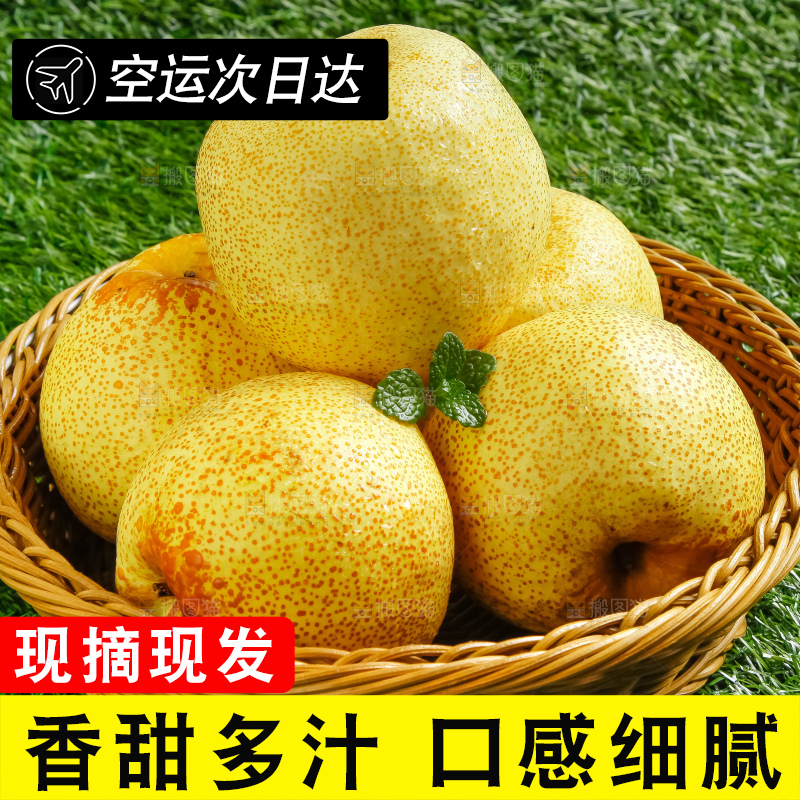 草地上的砀山梨