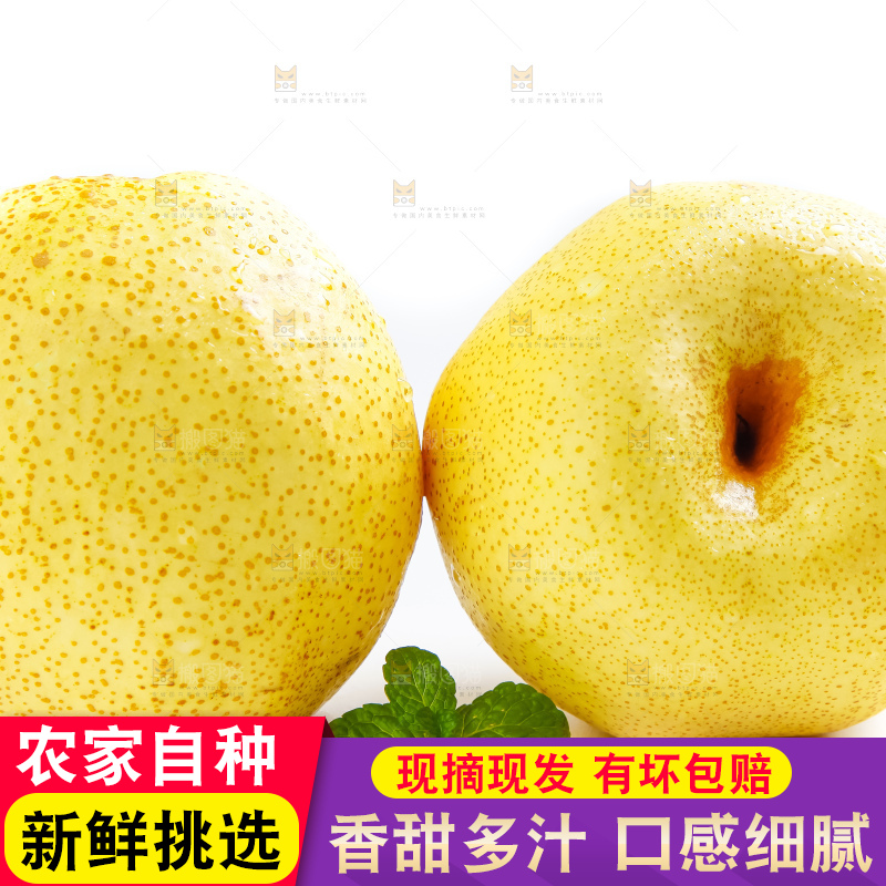 白底上的砀山酥梨