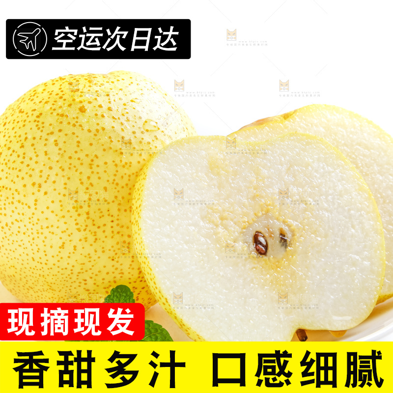 白底上的砀山酥梨