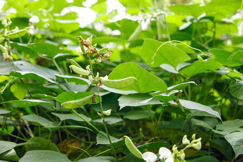 大片新鲜扁豆