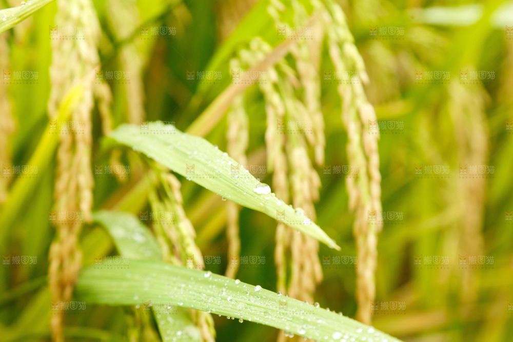大片稻田稻穗