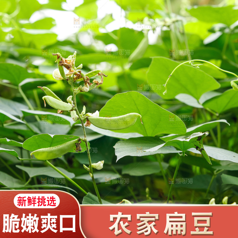 大片新鲜扁豆