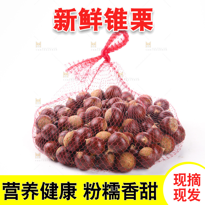 白底上的锥栗