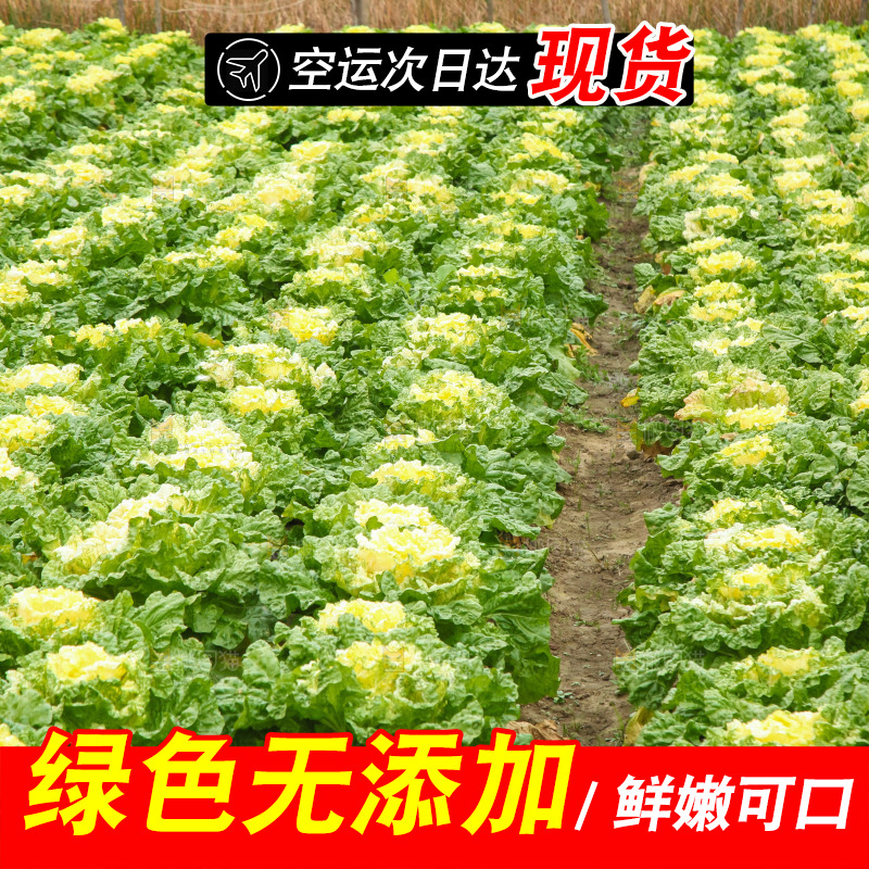 地里的大片白菜