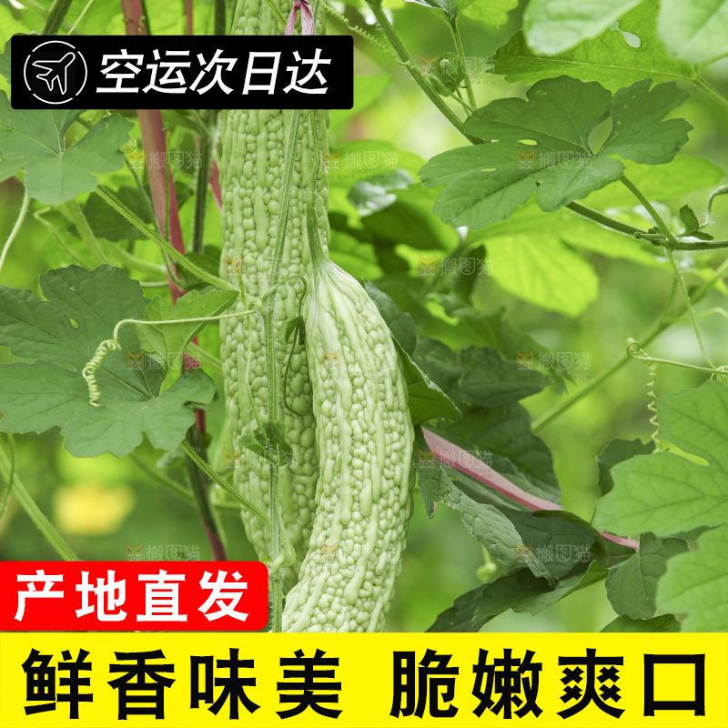 藤上的新鲜苦瓜