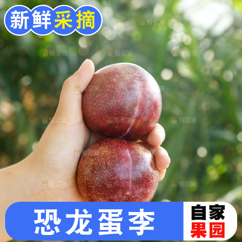 手里拿着恐龙蛋李
