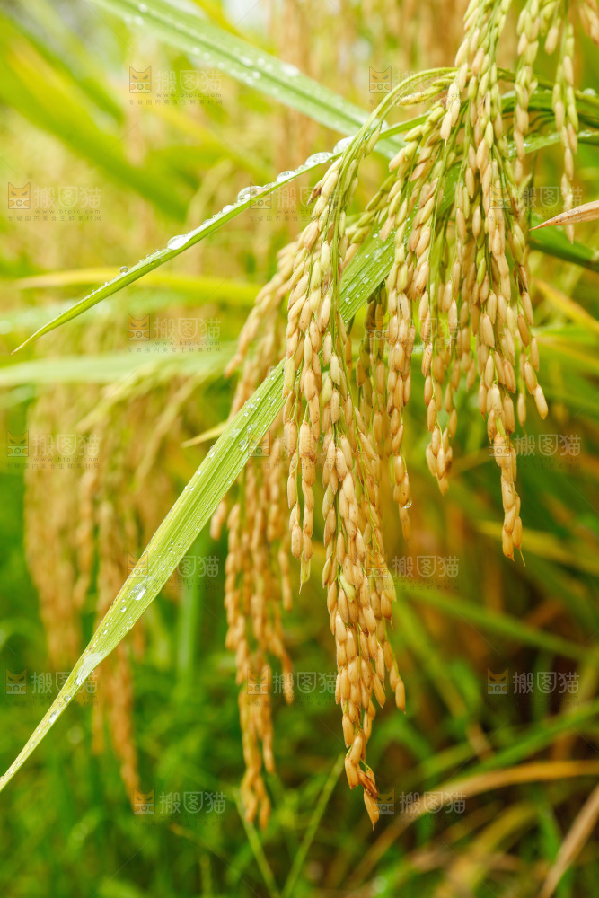 大片稻田稻穗