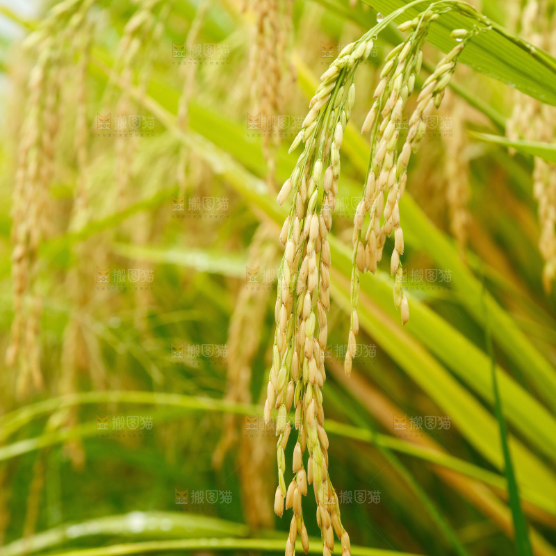 大片稻田稻穗