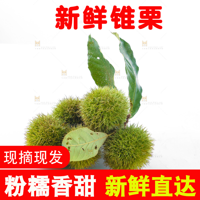 白底上的锥栗