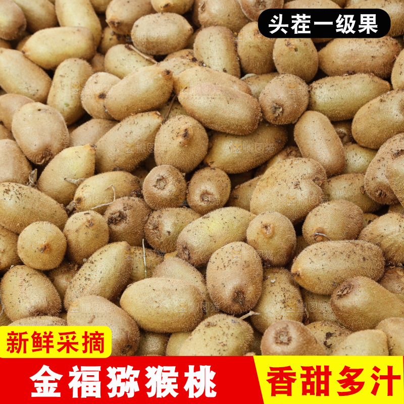 堆放着的金福猕猴桃