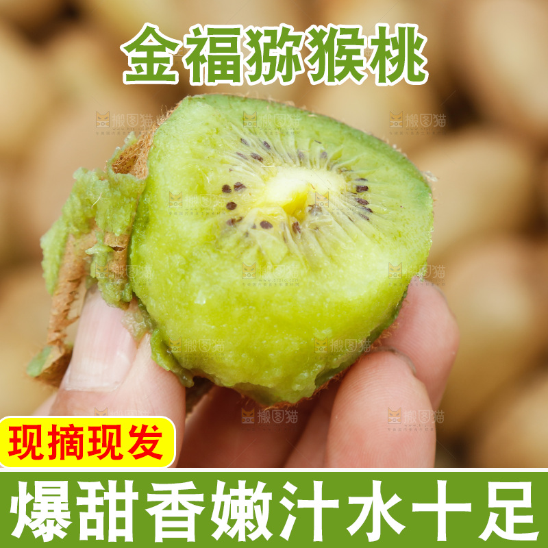 堆放着的金福猕猴桃