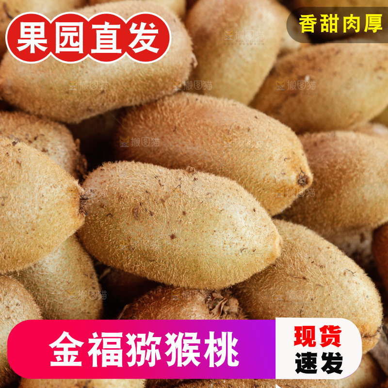 堆放着的金福猕猴桃