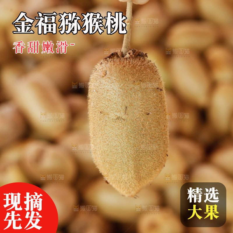 堆放着的金福猕猴桃