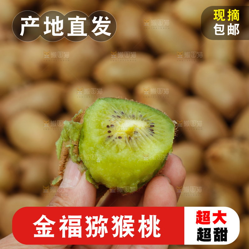 堆放着的金福猕猴桃