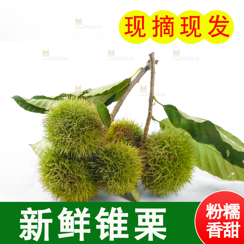 白底上的锥栗