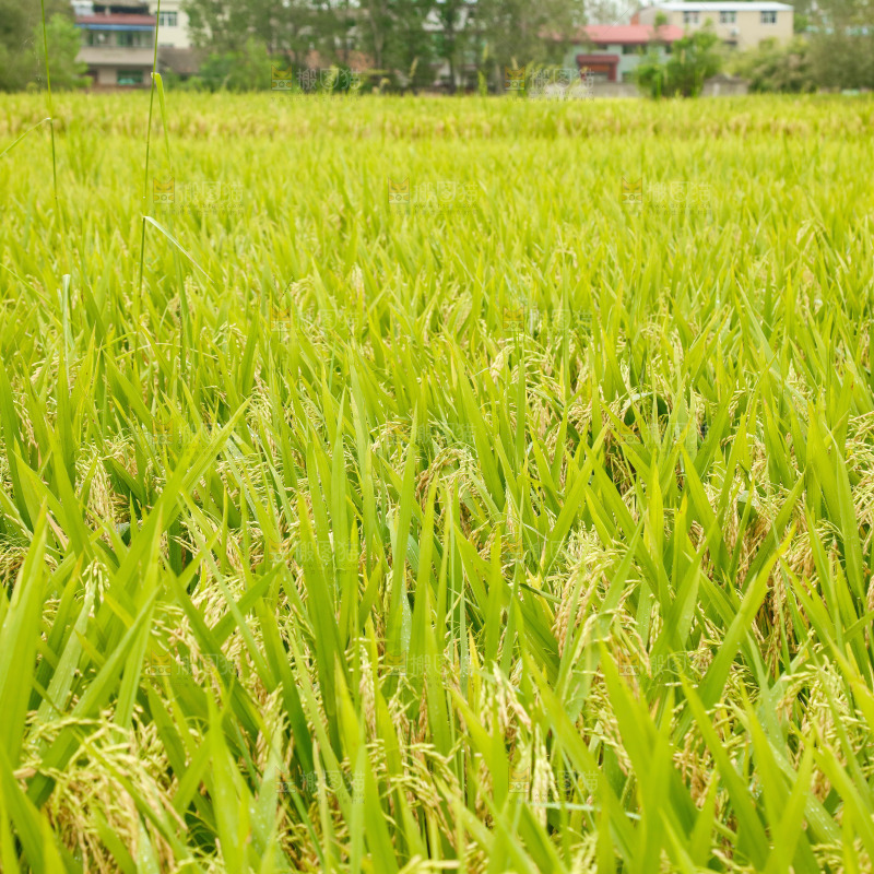 大片稻田稻穗