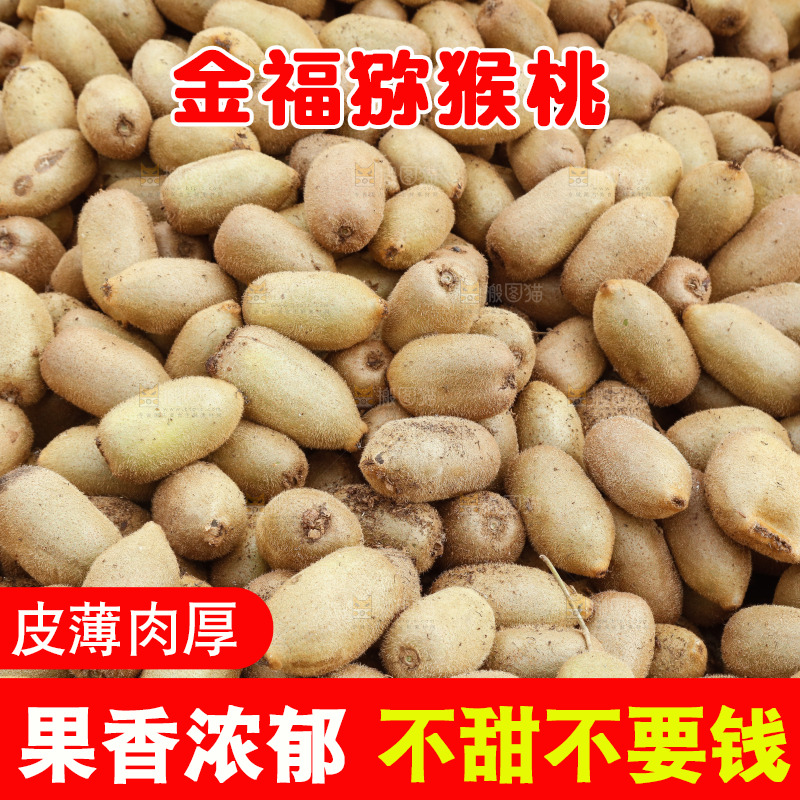 堆放着的金福猕猴桃