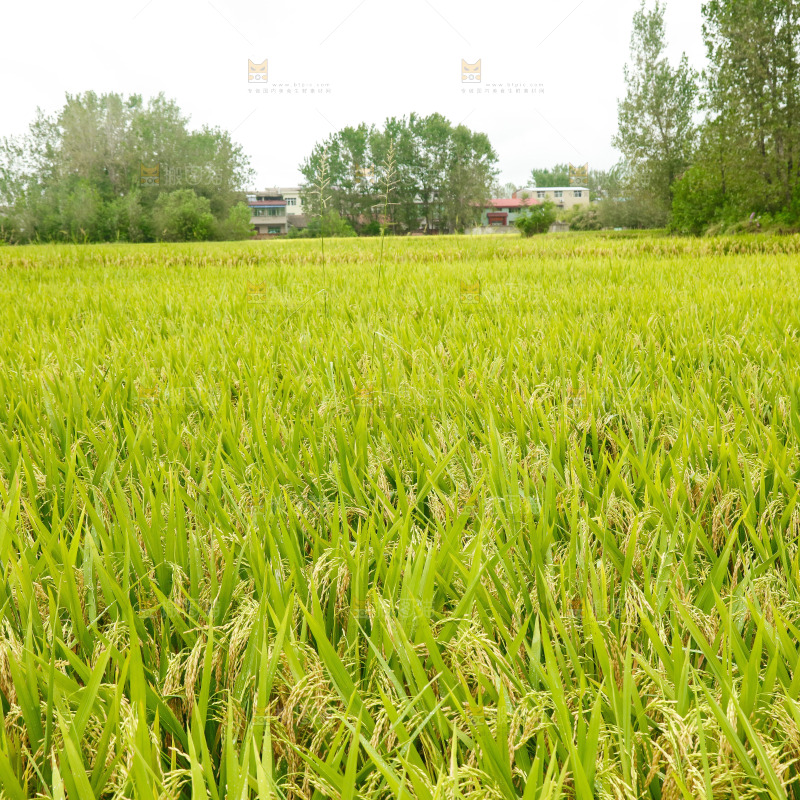 大片稻田稻穗