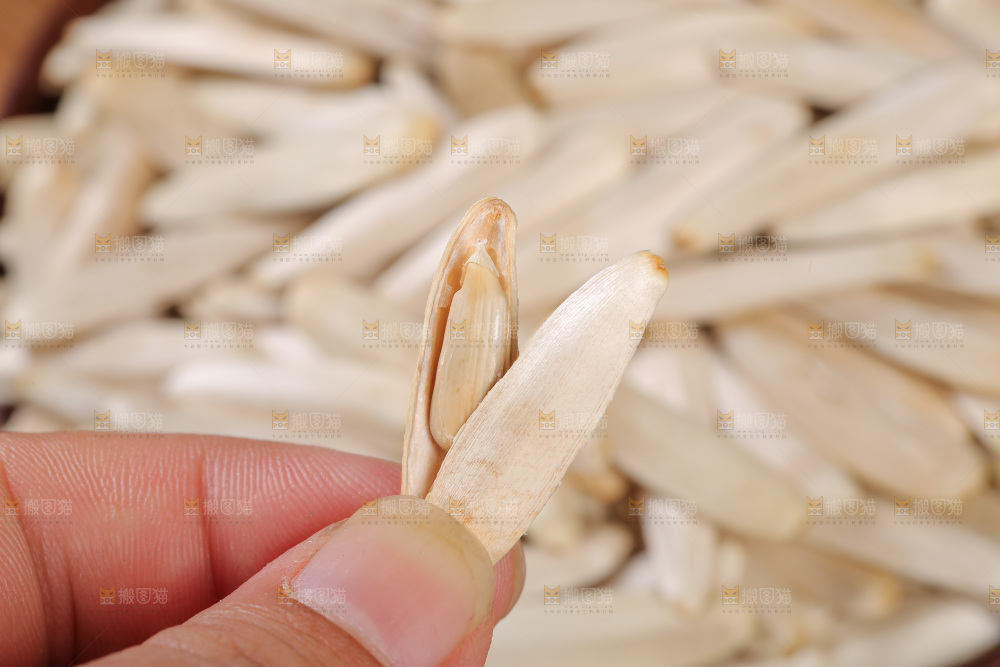 深底上的马牙瓜子