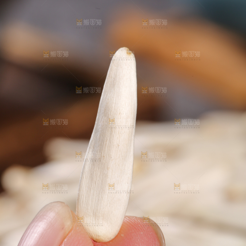 深底上的马牙瓜子