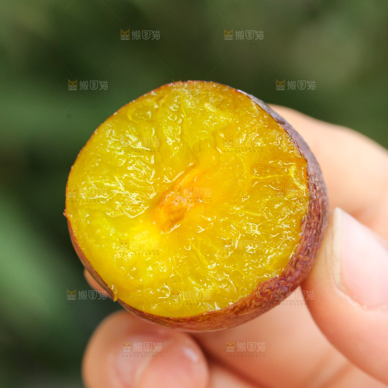 手里拿着新鲜西梅