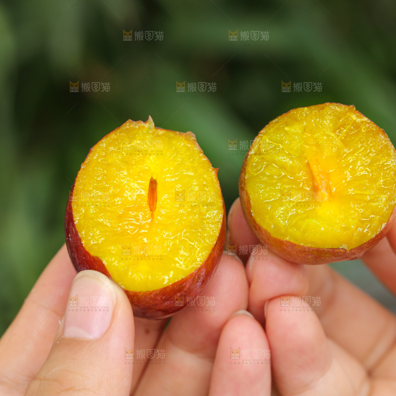 手里拿着新鲜西梅