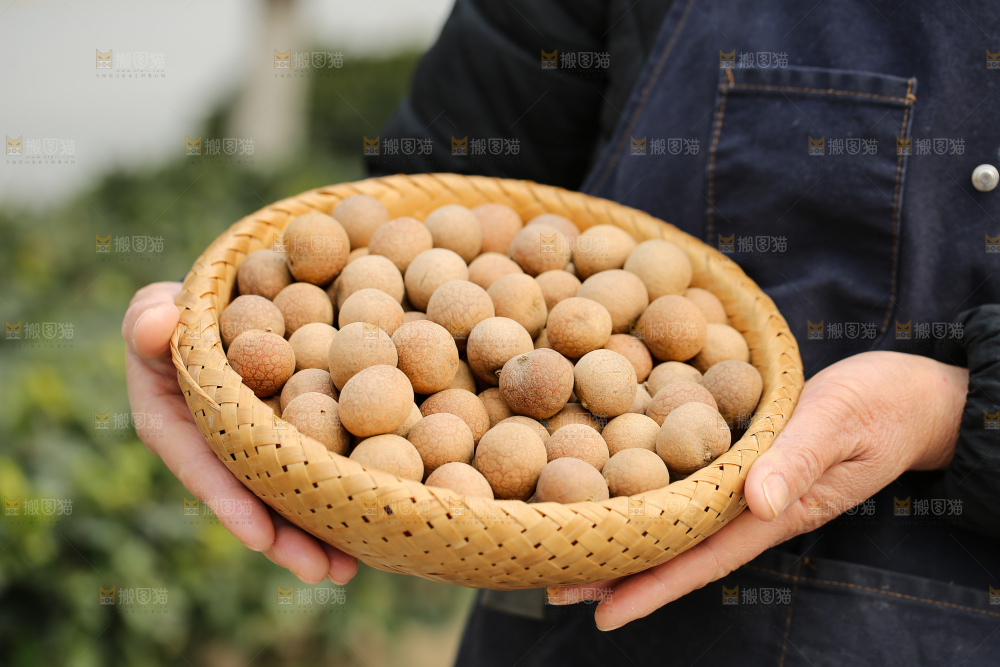 手里拿着龙眼