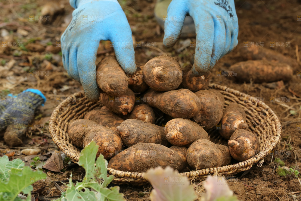 地里的新鲜现挖天麻