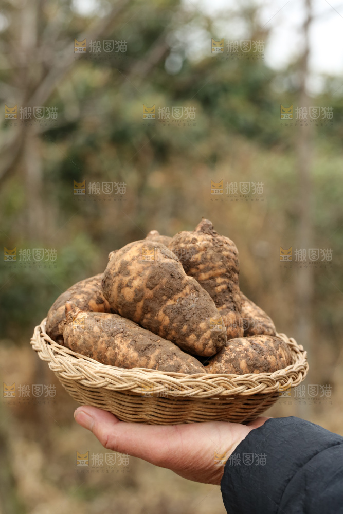 手里拿着新鲜天麻