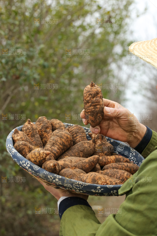 手里拿着新鲜天麻
