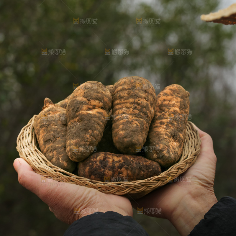 手里拿着新鲜天麻