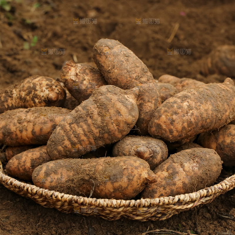 地里的新鲜现挖天麻
