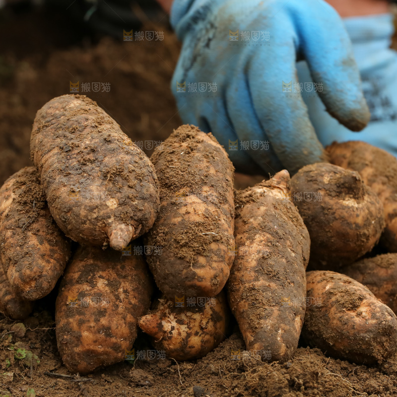 地里的新鲜现挖天麻